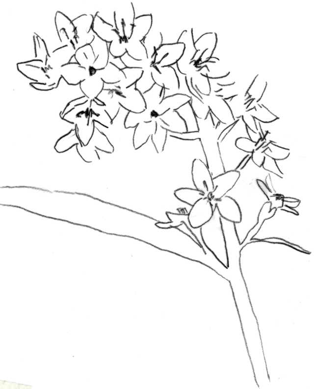 Abgepauste Wildblume