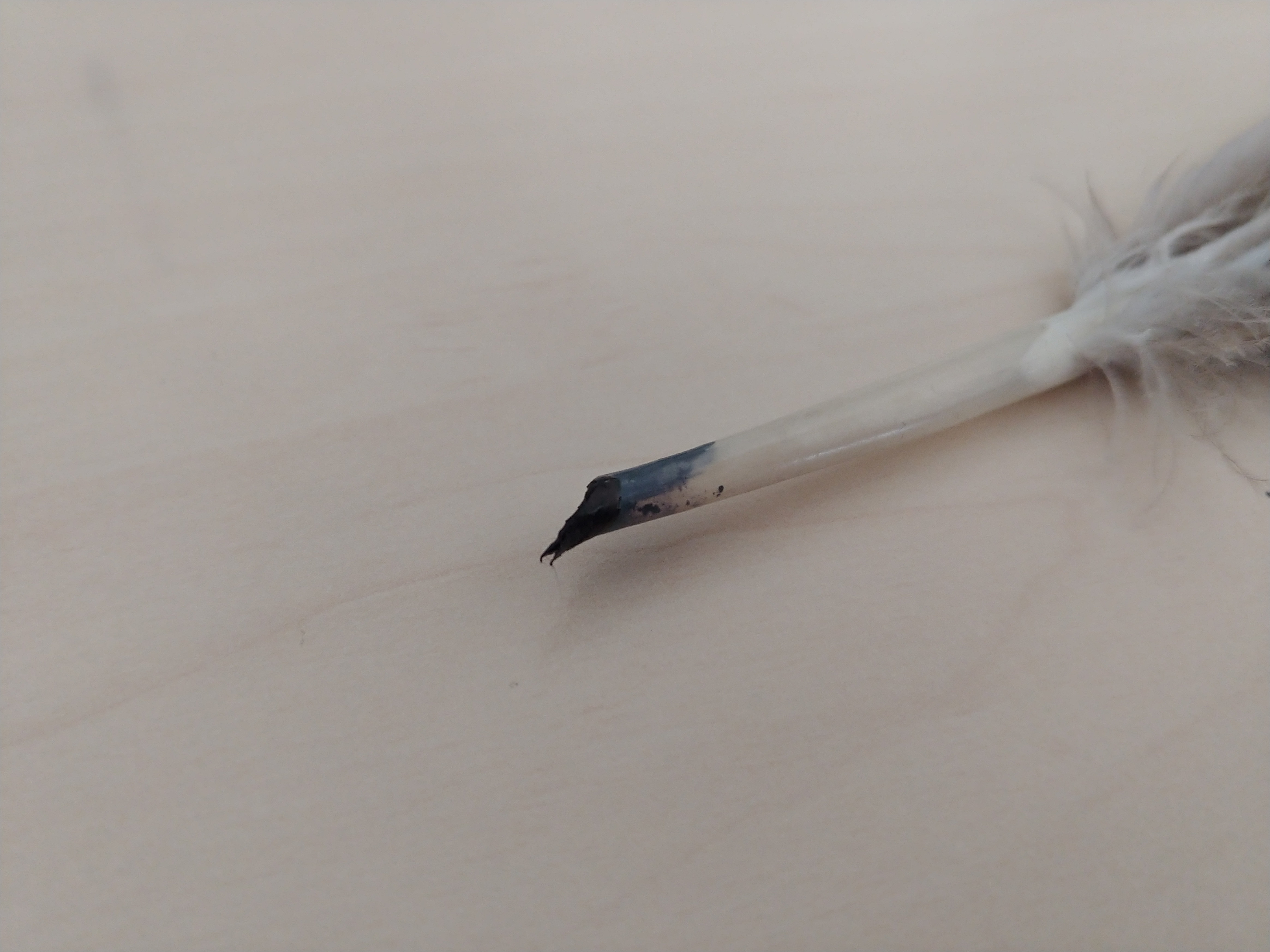 Die Spitze einer Schreibfeder. Sie ist gefüllt mit Tinte